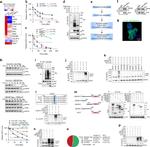 UBE3B Antibody in Proximity Ligation Assay (PLA) (PLA)
