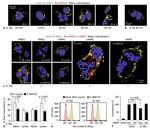 TRAC-1 Antibody in Immunocytochemistry (ICC/IF)