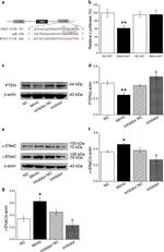 alpha-ENaC Antibody in Western Blot (WB)