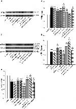 alpha-ENaC Antibody in Western Blot (WB)