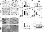 PMEPA1 Antibody in Western Blot (WB)