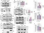 PKM2 Antibody in Western Blot (WB)
