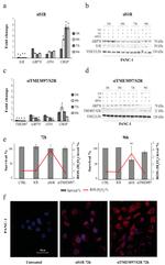 TMEM97 Antibody in Western Blot (WB)