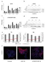 TMEM97 Antibody in Western Blot (WB)