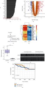 MEIS3 Antibody in Western Blot (WB)