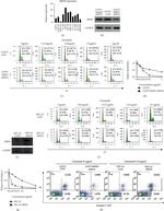 MEIS3 Antibody in Western Blot (WB)