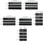 MEIS3 Antibody in Western Blot (WB)