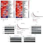 MEIS3 Antibody in Western Blot (WB)