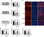 alpha-ENaC Antibody in Western Blot, Immunohistochemistry (WB, IHC)