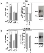uPAR Antibody in Western Blot (WB)