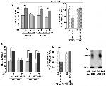 uPAR Antibody in Western Blot (WB)