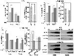 uPAR Antibody in Western Blot (WB)