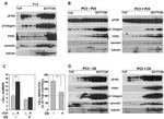 uPAR Antibody in Western Blot (WB)