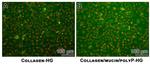 MUC1 Antibody in Immunocytochemistry (ICC/IF)