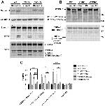 PTPN13 Antibody in Western Blot (WB)