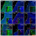 PGP9.5 Antibody in Immunohistochemistry (IHC)