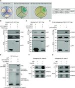 FAM47E Antibody in Western Blot (WB)