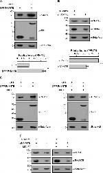 FAM47E Antibody in Western Blot (WB)