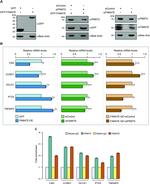FAM47E Antibody in Western Blot, ChIP Assay (WB, ChIP)