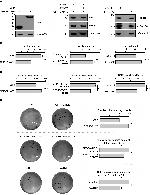 FAM47E Antibody in Western Blot (WB)