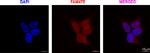 FAM47E Antibody in Immunocytochemistry (ICC/IF)