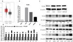 TC2N Antibody in Western Blot (WB)