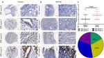 TC2N Antibody in Immunohistochemistry (IHC)