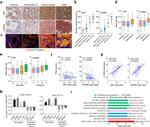 CHRM4 Antibody in Immunohistochemistry (IHC)
