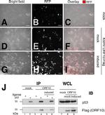p53 Antibody in Western Blot, Immunoprecipitation (WB, IP)