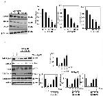 ACTA1 Antibody in Western Blot (WB)