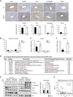 Bcl-G Antibody in Western Blot, Immunohistochemistry (WB, IHC)