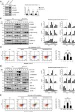 Bcl-G Antibody in Western Blot (WB)