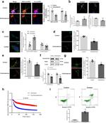 Synaptotagmin 1 Antibody in Immunocytochemistry (ICC/IF)