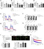 Synaptotagmin 1 Antibody in Immunocytochemistry (ICC/IF)