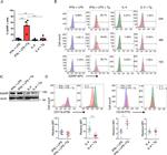 GARP Antibody in Western Blot (WB)
