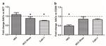 MTCO2 Antibody in Western Blot (WB)