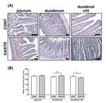 MARVELD3 Antibody in Immunohistochemistry (IHC)