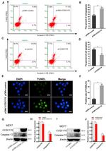 C6orf97 Antibody in Western Blot (WB)