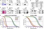 6x-His Tag Antibody in Western Blot (WB)