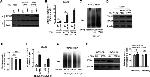 TRAG3 Antibody in Western Blot (WB)