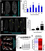 Candida albicans Antibody in Immunohistochemistry (IHC)