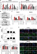 WRCH1 Antibody in Western Blot (WB)