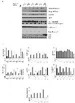 LC3B Antibody in Western Blot (WB)
