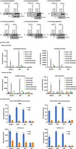 MED17 Antibody in Western Blot, Immunoprecipitation, ChIP Assay (WB, IP, ChIP)