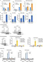 MED17 Antibody in Western Blot, Immunoprecipitation, ChIP Assay (WB, IP, ChIP)