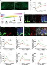 GFP Tag Antibody in Immunohistochemistry (IHC)