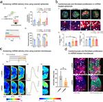 Cardiac Troponin T Antibody in Immunohistochemistry, Immunocytochemistry (IHC, ICC/IF)