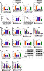 HIPK3 Antibody in Western Blot (WB)