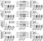MCT2 Antibody in Western Blot (WB)