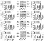 MCT2 Antibody in Western Blot (WB)